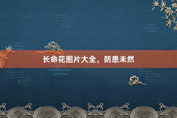 长命花图片大全，防患未然