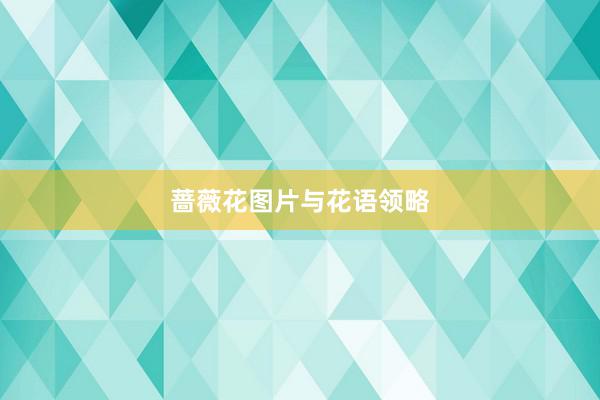 蔷薇花图片与花语领略