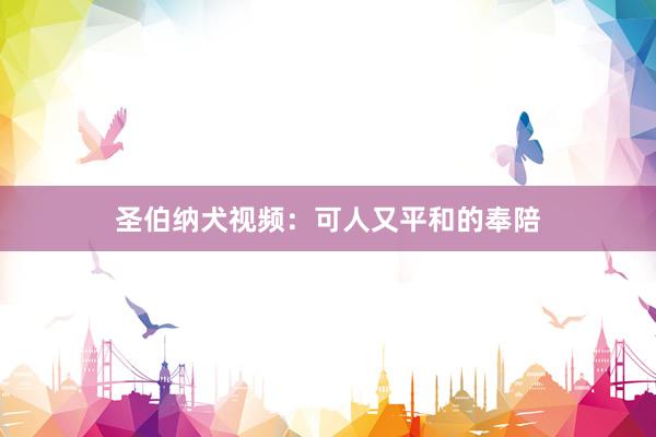 圣伯纳犬视频：可人又平和的奉陪